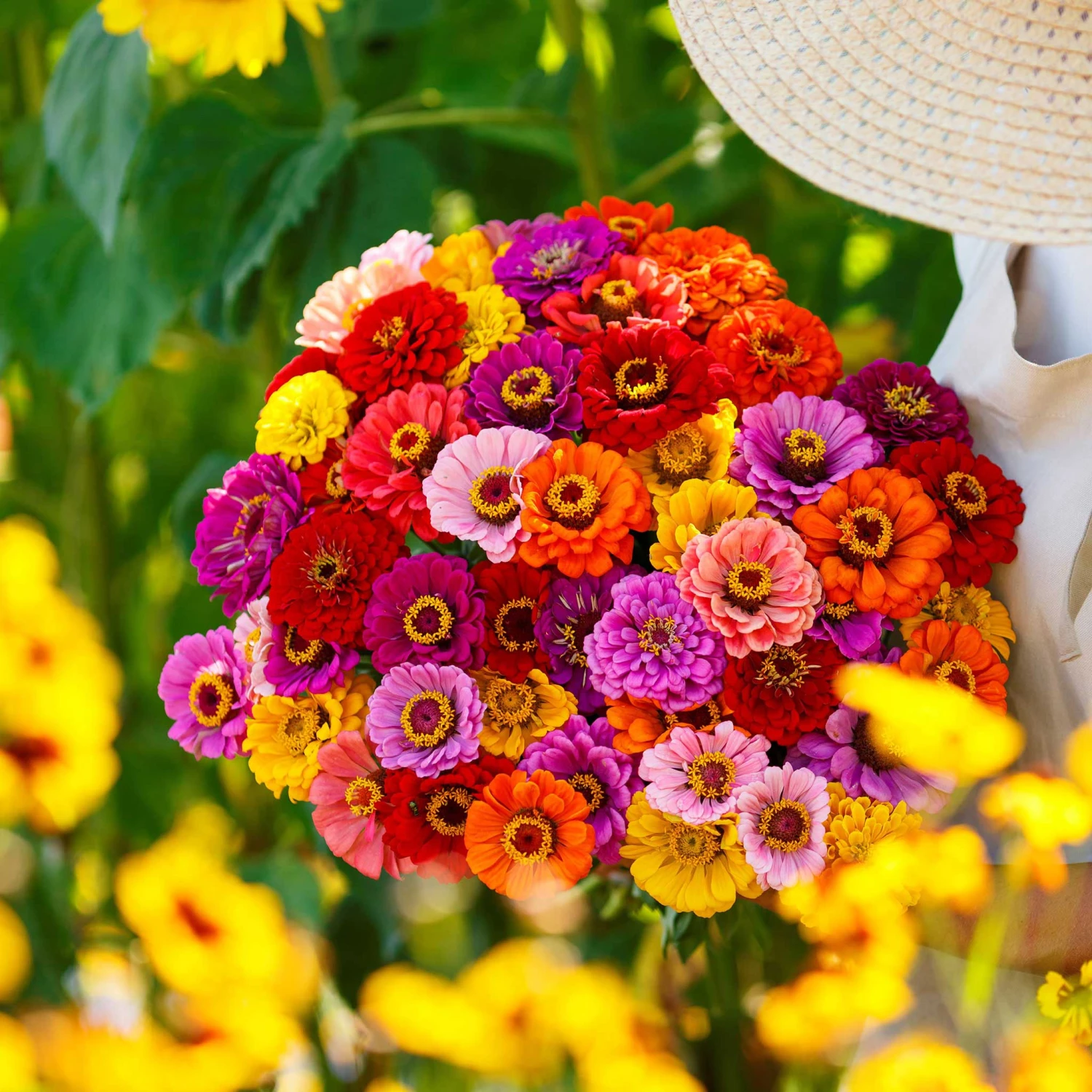 Zinnia Seeds - California Giants Mix 3 Zinnia Seeds - California Giants Mix - Image 3