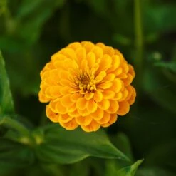 Zinnia Seeds - Canary Bird -Eden Brothers Shop zinnia canary bird mac 4