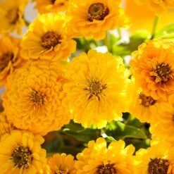 Zinnia Seeds - Canary Bird -Eden Brothers Shop zinnia canary bird mac 5