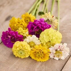 Zinnia Seeds - Candy Stripe Mixed 5 Zinnia Seeds - Candy Stripe Mixed -Eden Brothers Shop zinnia candystripe mac 3