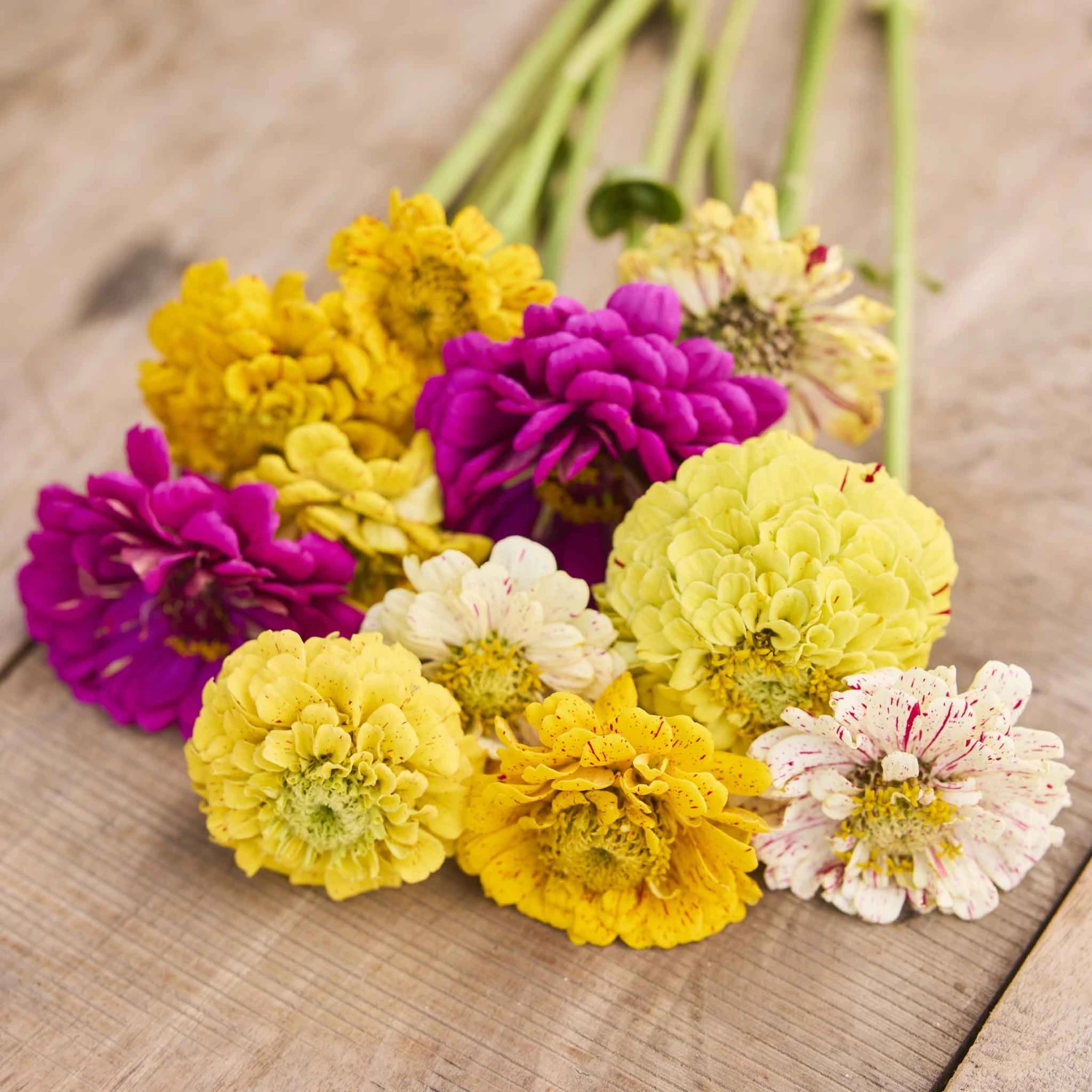Zinnia Seeds - Candy Stripe Mixed 3 Zinnia Seeds - Candy Stripe Mixed - Image 3