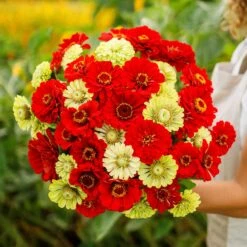 Zinnia Seeds - Christmas In July Mix: Red & Green Garden Flowers