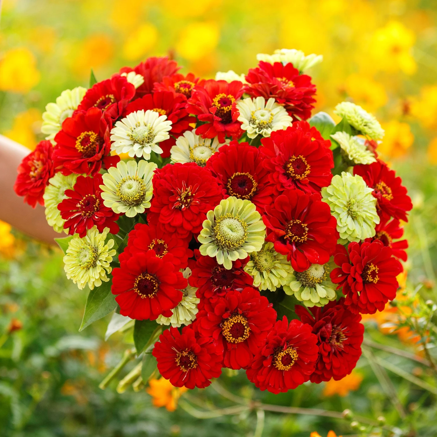 Zinnia Seeds - Christmas In July Mix: Red & Green Garden Flowers 3 Zinnia Seeds - Christmas In July Mix: Red & Green Garden Flowers - Image 3