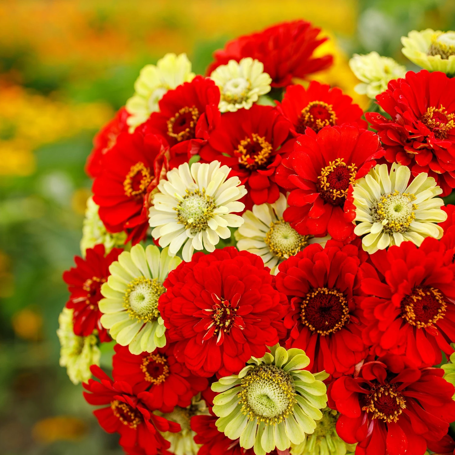 Zinnia Seeds - Christmas In July Mix: Red & Green Garden Flowers 4 Zinnia Seeds - Christmas In July Mix: Red & Green Garden Flowers - Image 4