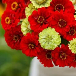 Zinnia Seeds - Christmas In July Mix: Red & Green Garden Flowers 9 Zinnia Seeds - Christmas In July Mix: Red & Green Garden Flowers -Eden Brothers Shop zinnia christmas in july mix mac 5