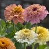 Peaches and Cream Zinnia Seeds - Stunning Crested Double Blooms for Cutting Gardens