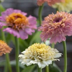 Peaches and Cream Zinnia Seeds - Stunning Crested Double Blooms for Cutting Gardens -Eden Brothers Shop zinnia cresto peaches and cream tai 3