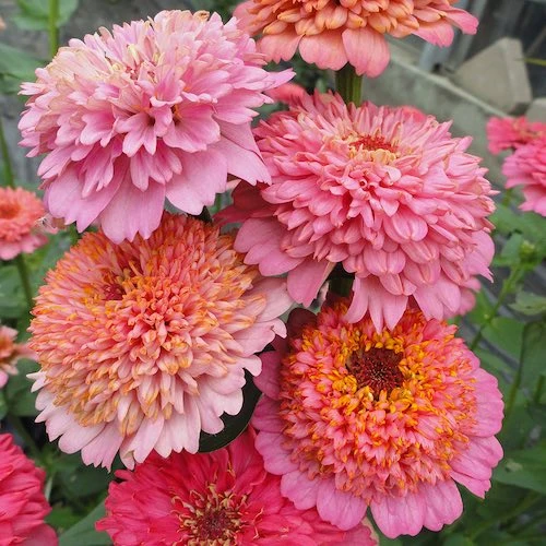 Zinnia Seeds - Cupcakes Pink Mix 1 Zinnia Seeds - Cupcakes Pink Mix