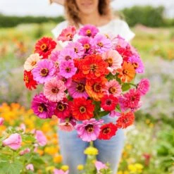 Zinnia Seeds - Dahlia Flowered Mix