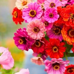 Zinnia Seeds - Dahlia Flowered Mix -Eden Brothers Shop zinnia dahlia mix mac 3