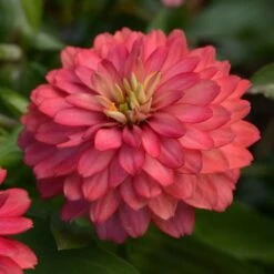 Double Zahara Salmon Zinnia Seeds - Vibrant Coral-Pink Garden Blooms