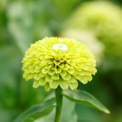 Zinnia Seeds - Envy -Eden Brothers Shop zinnia envy mac 5