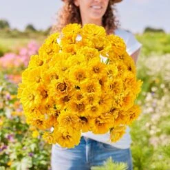 Golden State Zinnia Seeds: Vibrant Yellow Summer Annual Blooms