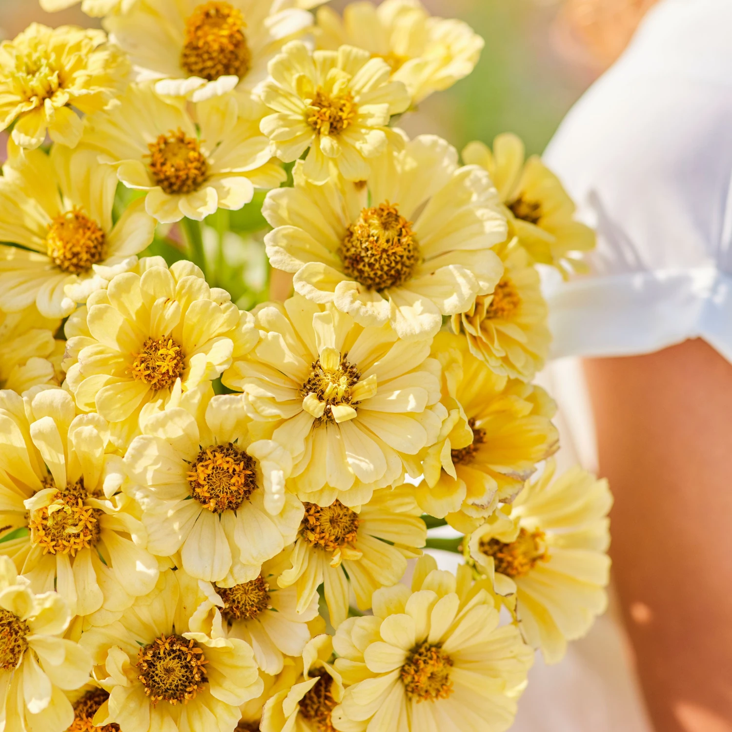 Zinnia Seeds - Isabellina 2 Zinnia Seeds - Isabellina - Image 2