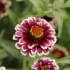 Jazzy Red Zinnia Seeds - Bi-Color Wine and White Garden Blooms -Eden Brothers Shop zinnia jazzy red mac 4