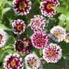 Jazzy Red Zinnia Seeds - Bi-Color Wine and White Garden Blooms
