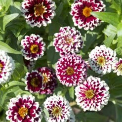 Jazzy Red Zinnia Seeds - Bi-Color Wine and White Garden Blooms