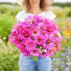Zinnia Seeds - Super Cactus Lilac Emperor