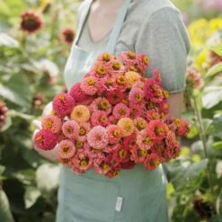 Zinnia Seeds - Lilliput Salmon -Eden Brothers Shop zinnia lilliput salmon mac 3