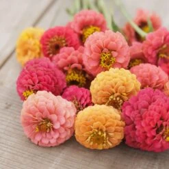 Zinnia Seeds - Lilliput Salmon -Eden Brothers Shop zinnia lilliput salmon mac 4