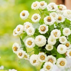 Zinnia Seeds - Lilliput White -Eden Brothers Shop zinnia lilliput white mac 4