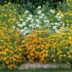 Zinnia Linearis Flower Seed Mix - Colorful Annual Blooms for Cutting Gardens