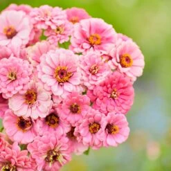 Pink Zinnia Seeds - Luminosa Dahlia Flowered Garden Blooms -Eden Brothers Shop zinnia luminosa mac 3