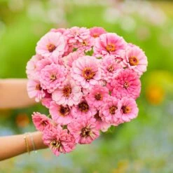 Pink Zinnia Seeds - Luminosa Dahlia Flowered Garden Blooms -Eden Brothers Shop zinnia luminosa mac 5