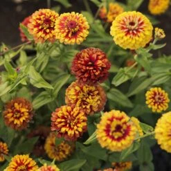 Macarenia Zinnia Seeds - Vibrant Bicolor Double Blooms