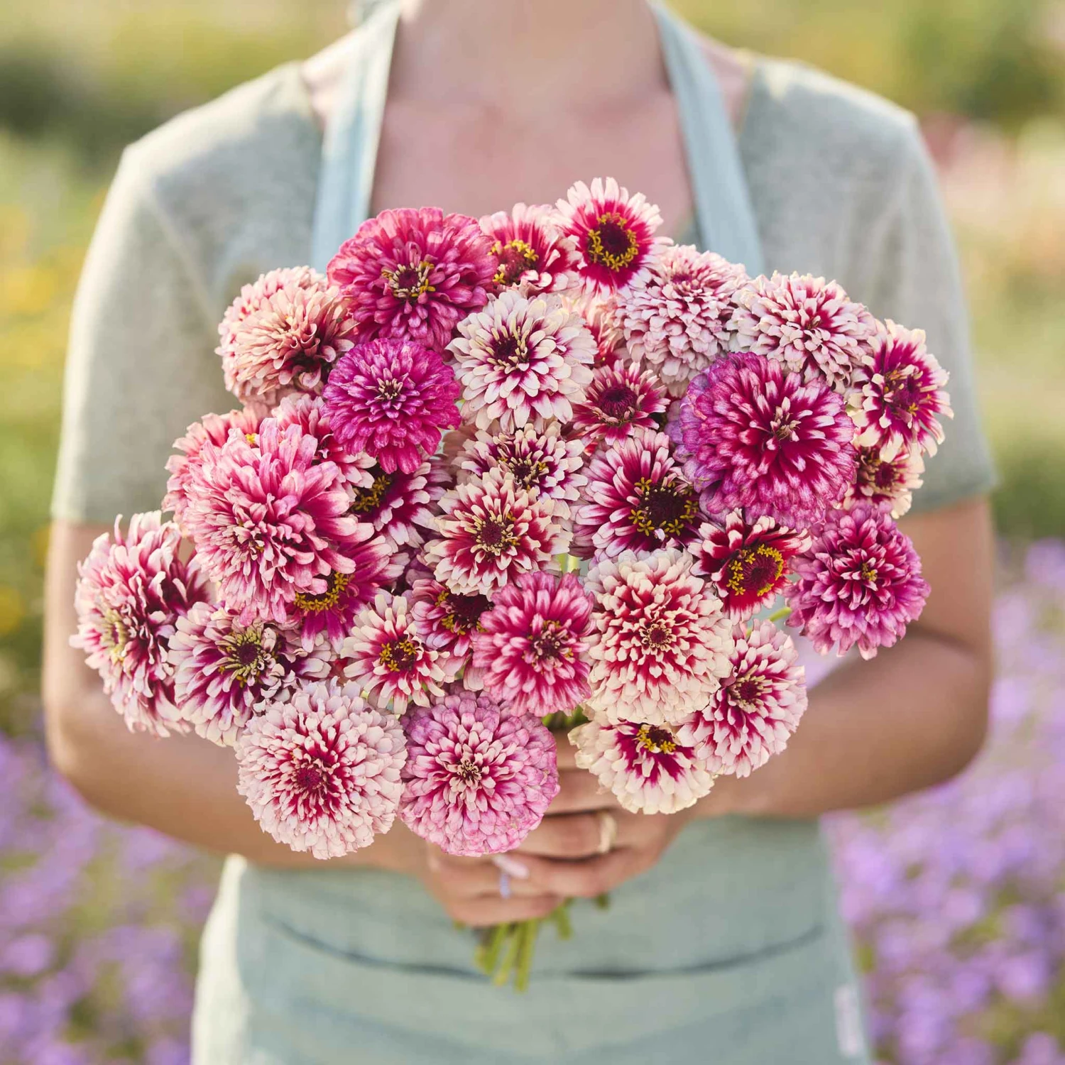 Zinnia Mazurkia Seeds - Bicolor Raspberry & Blush Dahlia-Style Flower Seeds 1 Zinnia Mazurkia Seeds - Bicolor Raspberry & Blush Dahlia-Style Flower Seeds