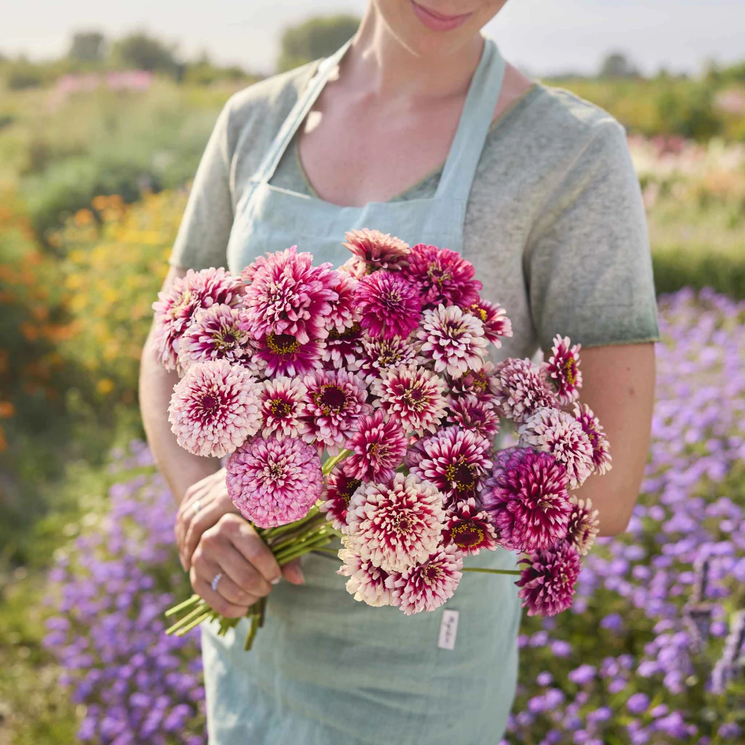 Zinnia Mazurkia Seeds - Bicolor Raspberry & Blush Dahlia-Style Flower Seeds 2 Zinnia Mazurkia Seeds - Bicolor Raspberry & Blush Dahlia-Style Flower Seeds - Image 2