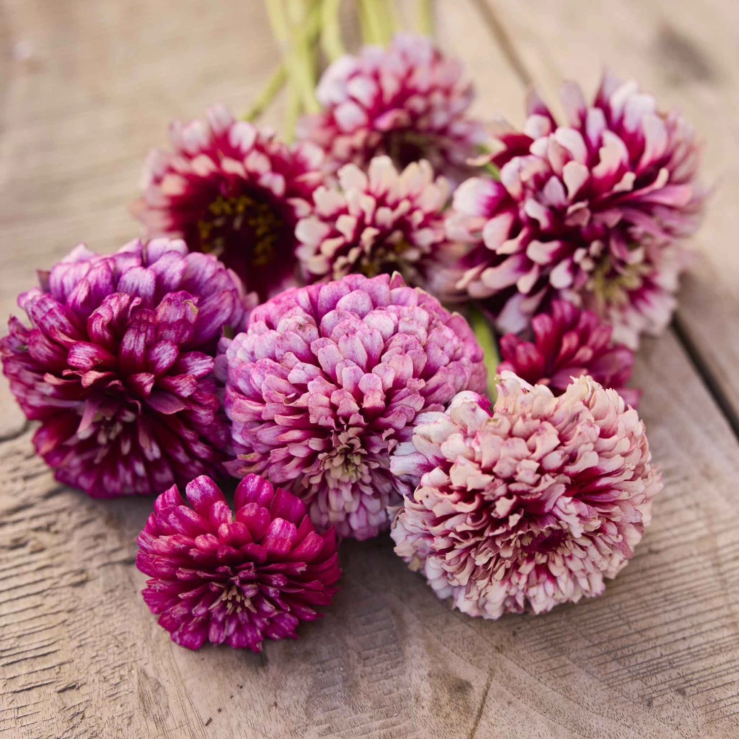 Zinnia Mazurkia Seeds - Bicolor Raspberry & Blush Dahlia-Style Flower Seeds 3 Zinnia Mazurkia Seeds - Bicolor Raspberry & Blush Dahlia-Style Flower Seeds - Image 3
