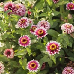 Zinnia Mazurkia Seeds - Bicolor Raspberry & Blush Dahlia-Style Flower Seeds 8 Zinnia Mazurkia Seeds - Bicolor Raspberry & Blush Dahlia-Style Flower Seeds -Eden Brothers Shop zinnia mazurkia mac 4