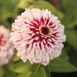 Zinnia Mazurkia Seeds - Bicolor Raspberry & Blush Dahlia-Style Flower Seeds 9 Zinnia Mazurkia Seeds - Bicolor Raspberry & Blush Dahlia-Style Flower Seeds -Eden Brothers Shop zinnia mazurkia mac 5