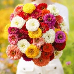 Zinnia Seeds Oklahoma Mix - Colorful Multi-Hued Garden Blooms