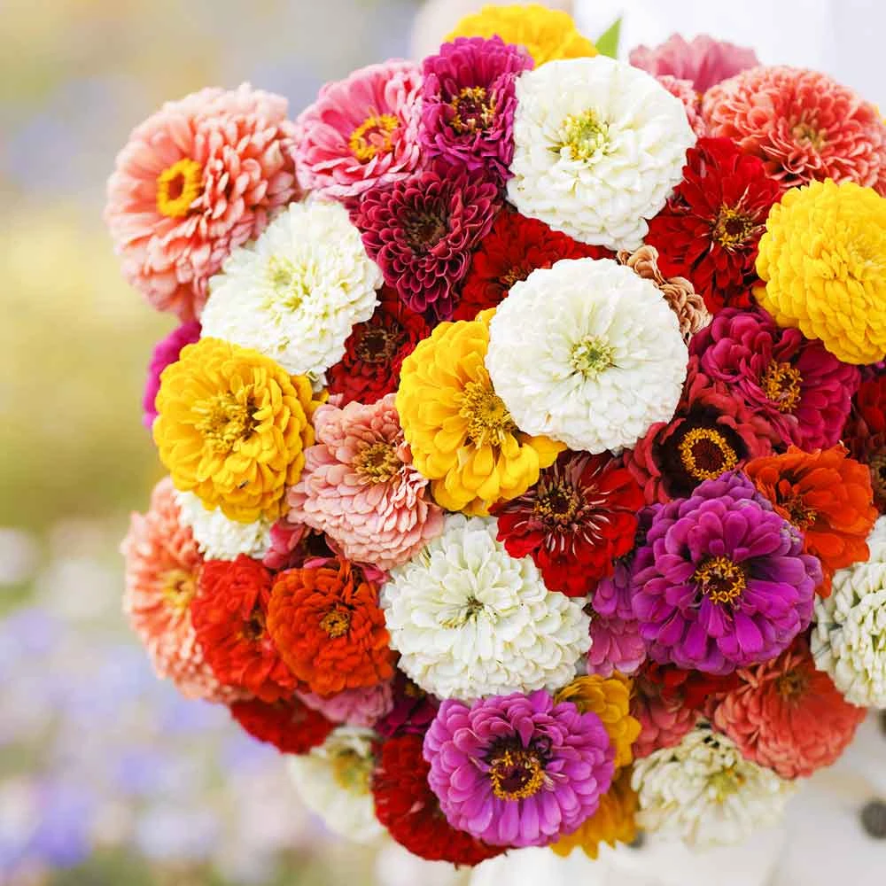 Zinnia Seeds Oklahoma Mix - Colorful Multi-Hued Garden Blooms 2 Zinnia Seeds Oklahoma Mix - Colorful Multi-Hued Garden Blooms - Image 2