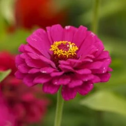 Zinnia Seeds (Organic) - California Giants Mix 5 Zinnia Seeds (Organic) - California Giants Mix -Eden Brothers Shop zinnia organic california giants mac 3