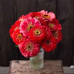 Zinnia Seeds (Organic) - Giant Coral