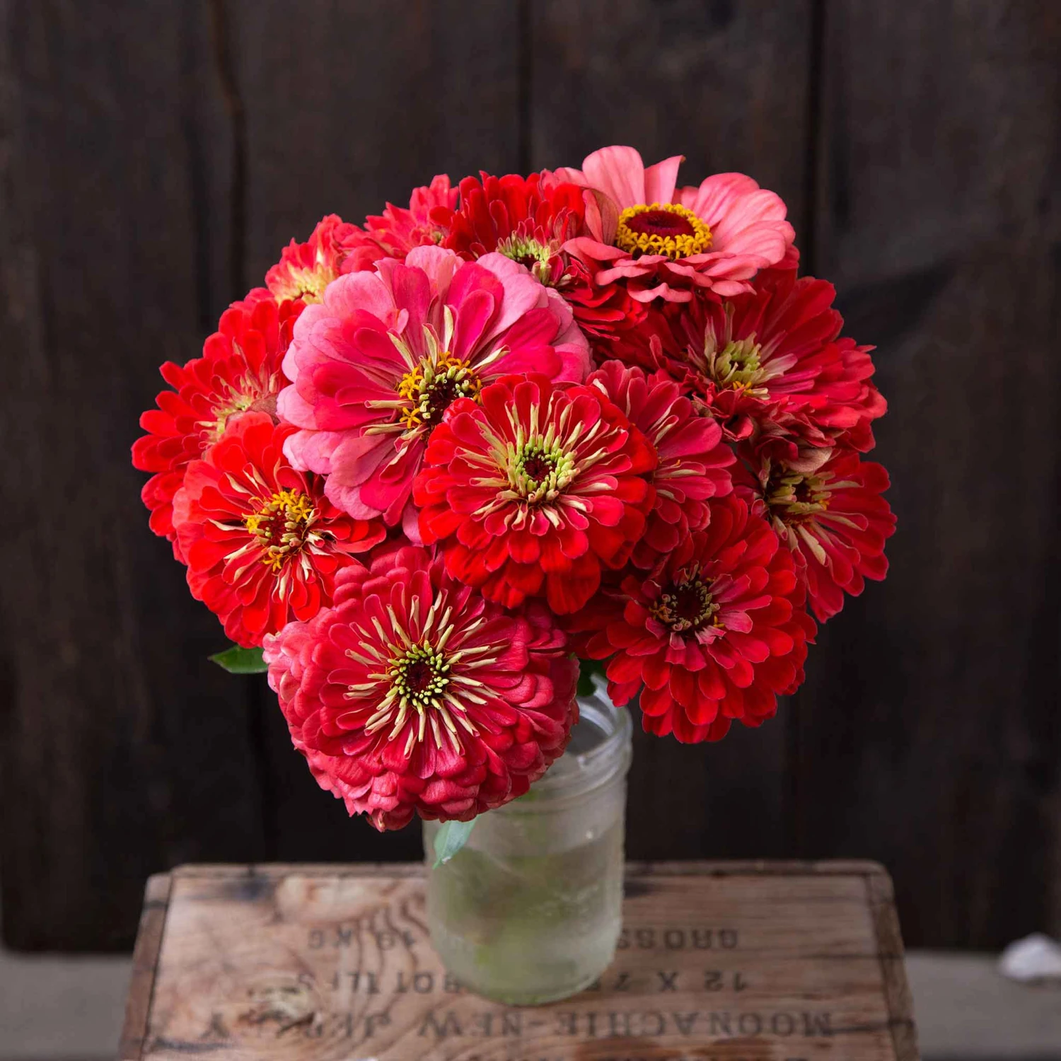Zinnia Seeds (Organic) - Giant Coral 1 Zinnia Seeds (Organic) - Giant Coral