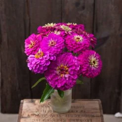 Zinnia Seeds (Organic) - Giant Purple