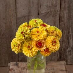 Zinnia Seeds (Organic) - Queeny Lemon Peach