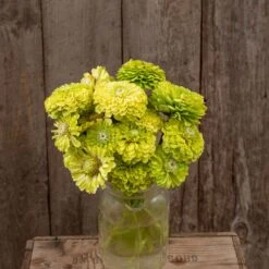 Zinnia Seeds (Organic) - Queeny Lime