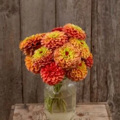 Zinnia Seeds (Organic) - Queeny Lime Orange