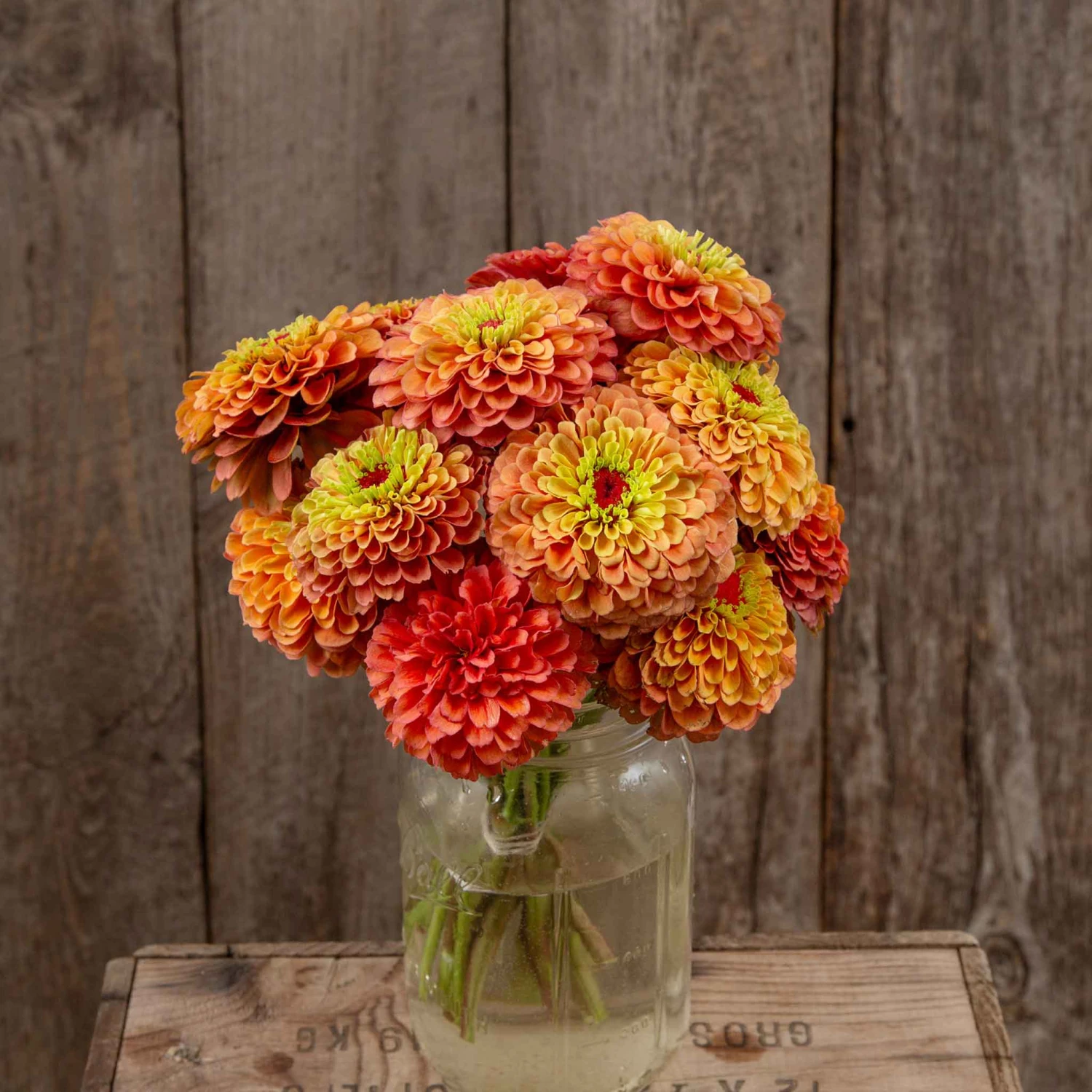 Zinnia Seeds (Organic) - Queeny Lime Orange 1 Zinnia Seeds (Organic) - Queeny Lime Orange