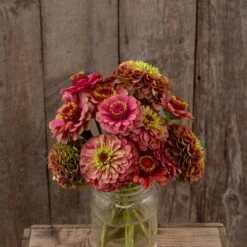 Zinnia Seeds (Organic) - Queeny Lime Red