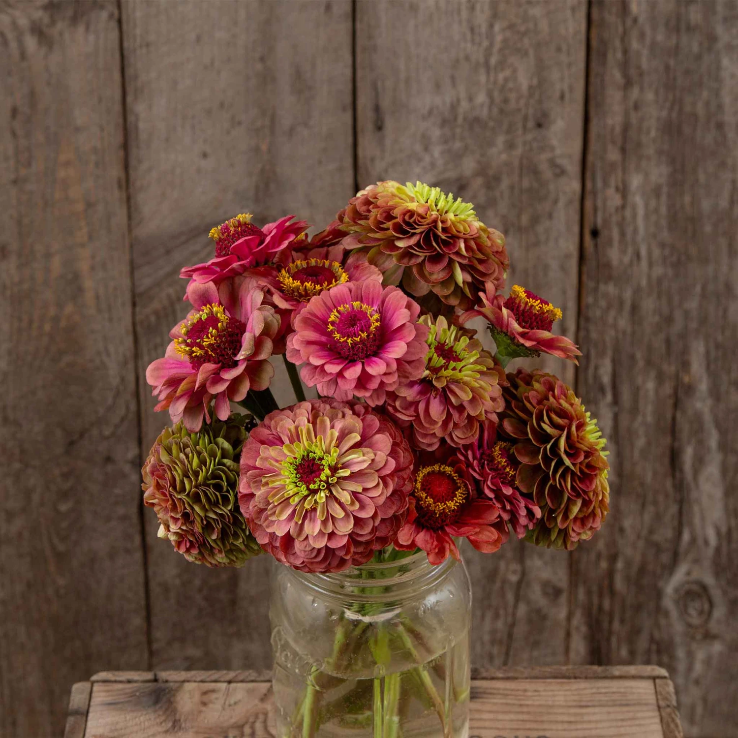 Zinnia Seeds (Organic) - Queeny Lime Red 1 Zinnia Seeds (Organic) - Queeny Lime Red