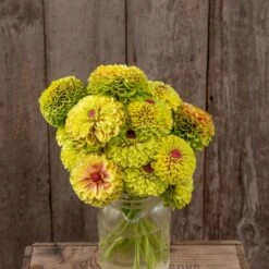 Zinnia Seeds (Organic) - Queeny Lime With Blotch