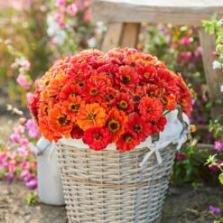 Zinnia Seeds - Oriole