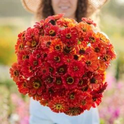 Zinnia Seeds - Oriole -Eden Brothers Shop zinnia oriole mac 3 89ec9b3e 9f4c 477c 85e1 6eb543b3d959