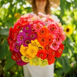 Vibrant Over The Rainbow Zinnia Seed Mix - Colorful Annual Blooms